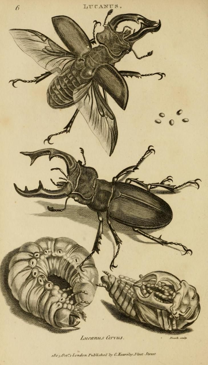 an insect and caterpillars are depicted in this engraving