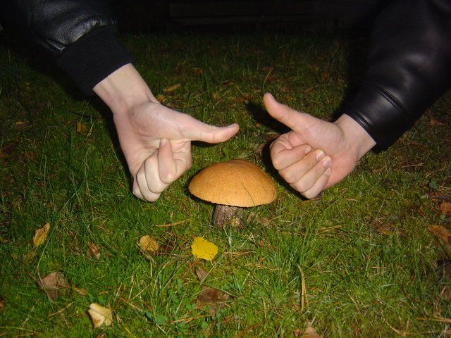 two hands reaching out towards a small mushroom