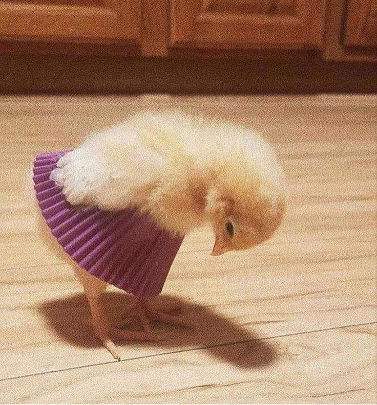 a small chicken with a purple fan on it's head and legs, standing on the floor