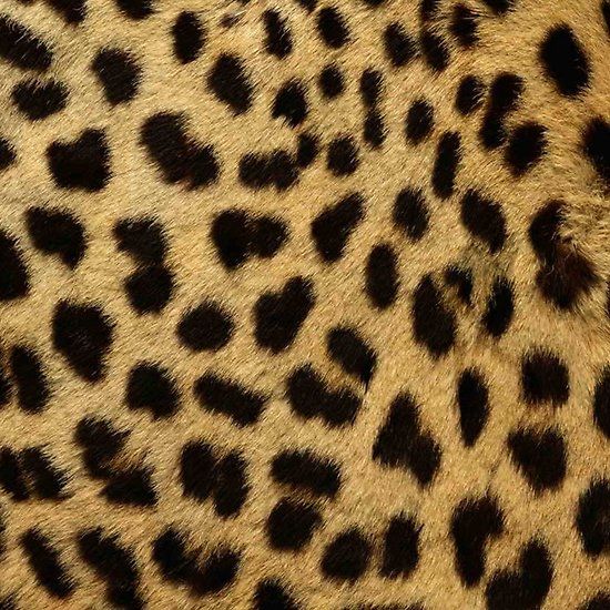 the skin of a cheetah is black and brown