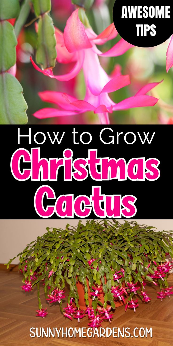 the words how to grow christmas cactus on top of a potted plant with pink flowers