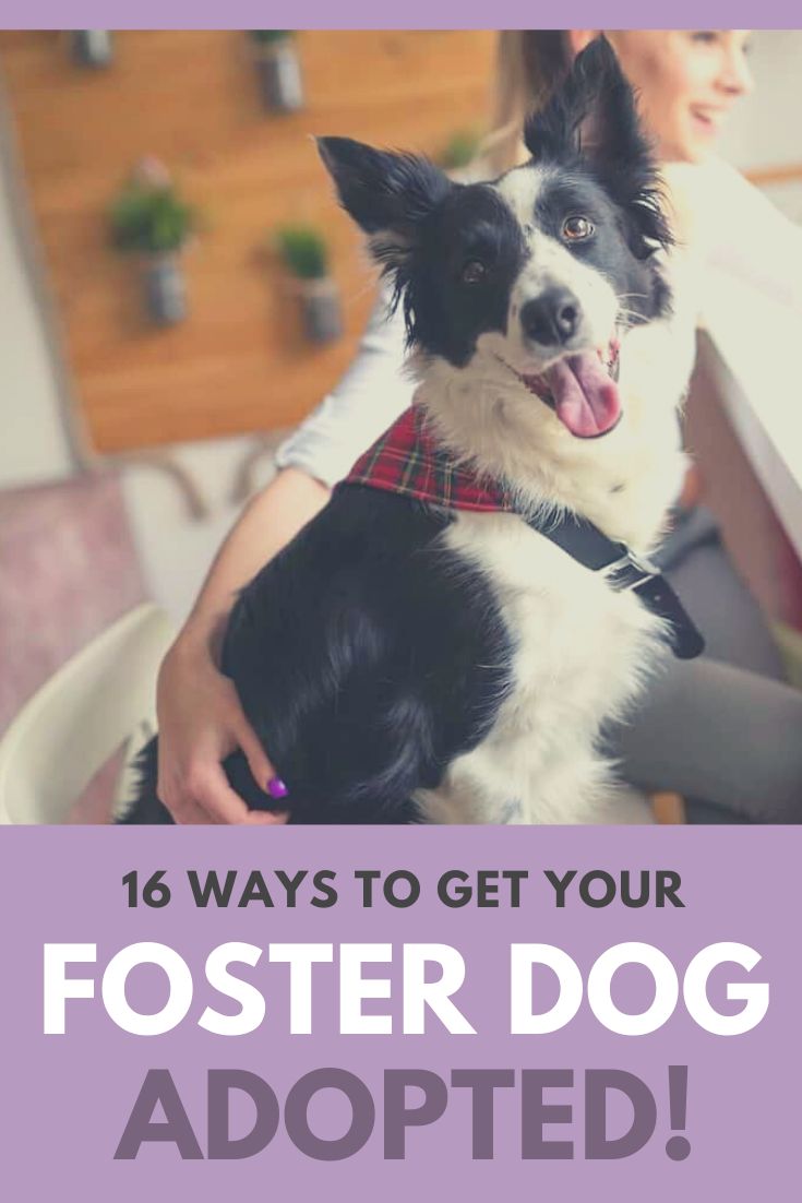 a dog sitting in a bowl with its owner and text that reads, 16 ways to get your fosterer dog adopted