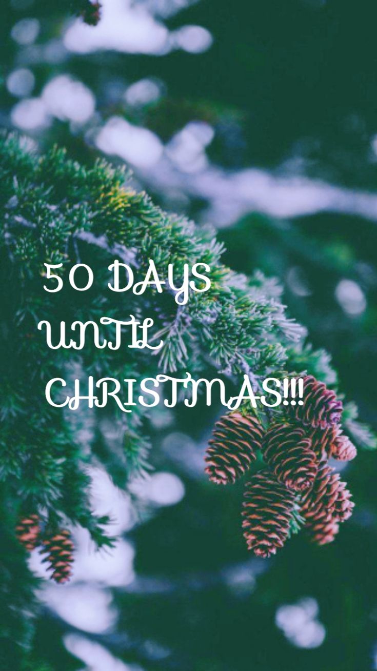 some pine cones hanging from a tree with the words 50 days until christmas