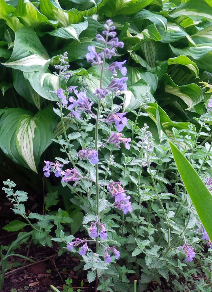 purple flowers and green leaves in a garden