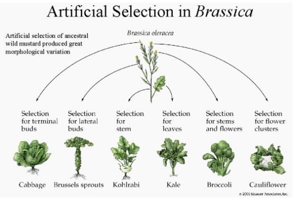 the artifical selection in brausicaa is shown with different plants and their names