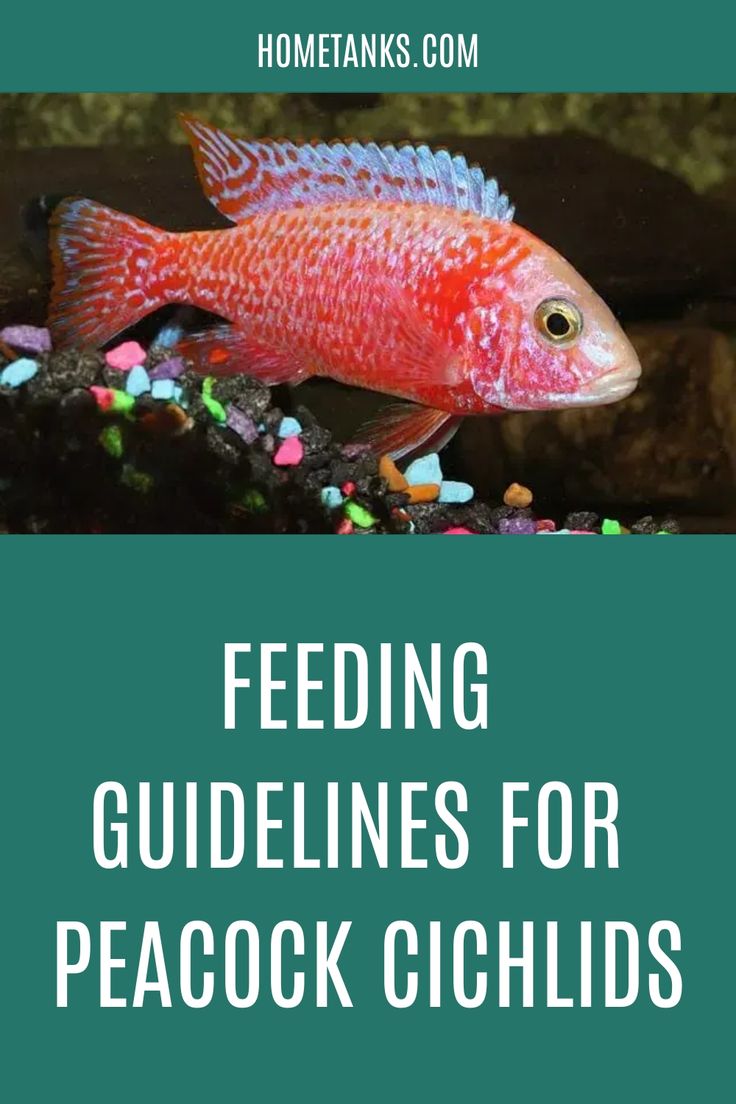 a red fish with green background and text reading feeding guidelines for peacock cichloss