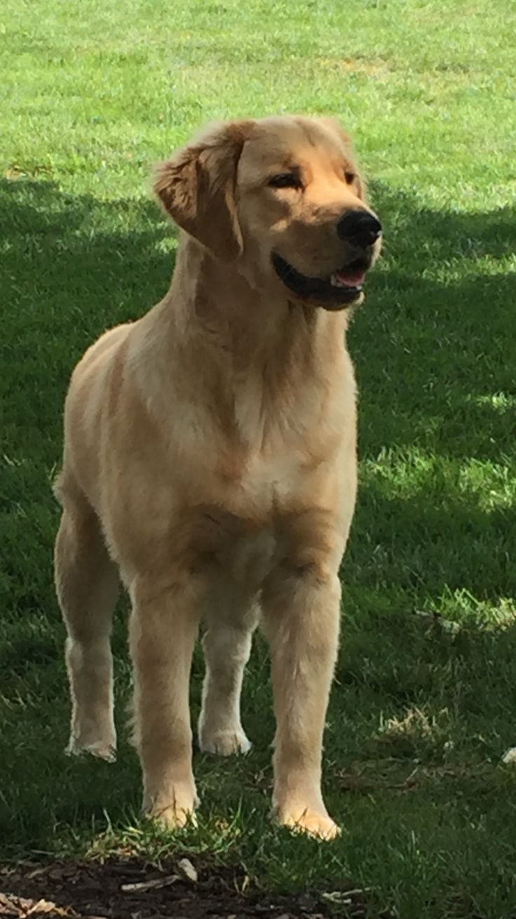 a large brown dog standing on top of a lush green field