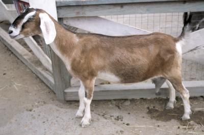 a small goat standing next to a wooden fence