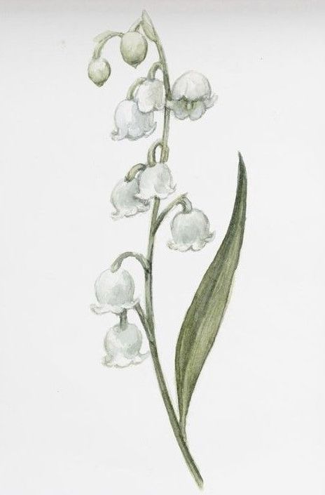 Lily Of The Valley Reference, Flower Drawing Lily Of The Valley, Lily Of The Valley Drawing Watercolor, Lily Of The Valley Botanical Drawing, Snapdragon Sketch, Lilly Of The Valleys Art, Lily Of The Valley Drawing Step By Step, Forest Flowers Drawing, How To Draw Lily Of The Valley