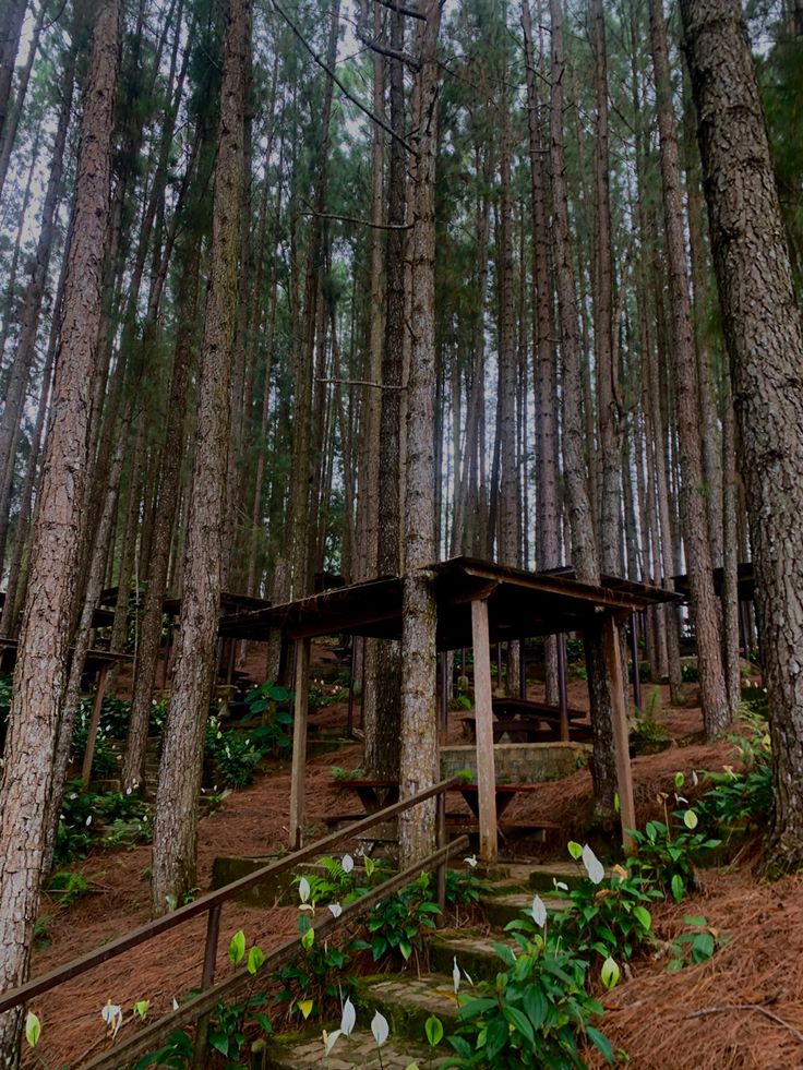 a wooden bench sitting in the middle of a forest filled with trees and stairs leading up to it