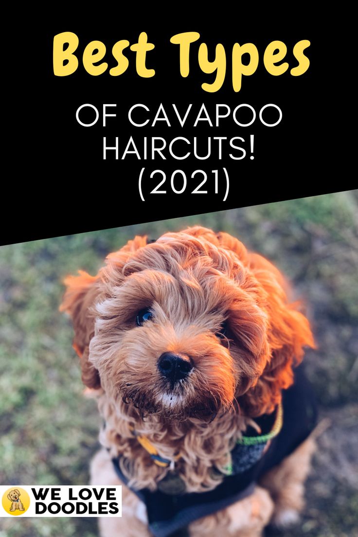 a brown dog wearing a black shirt with the words best types of cavapoo haircuts