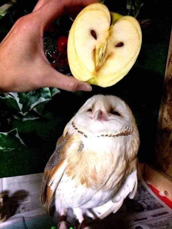 an owl sitting on top of a table next to sliced apples