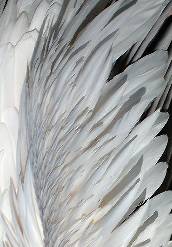 the wing of a large bird with white feathers