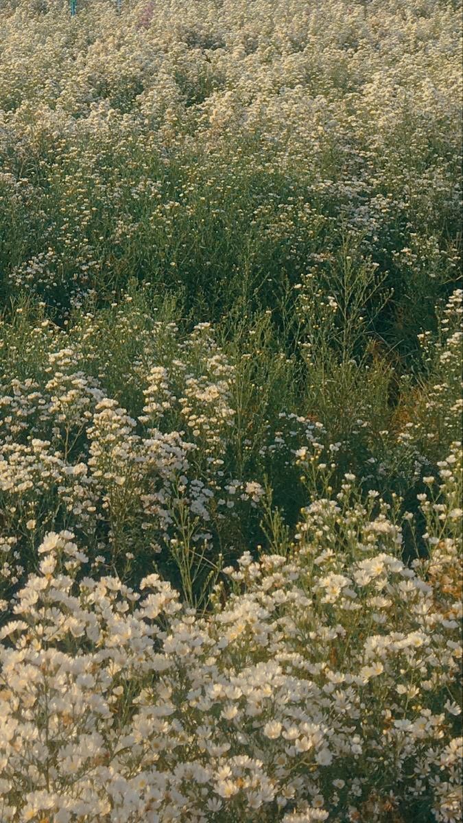 a person in a field with flowers and an umbrella