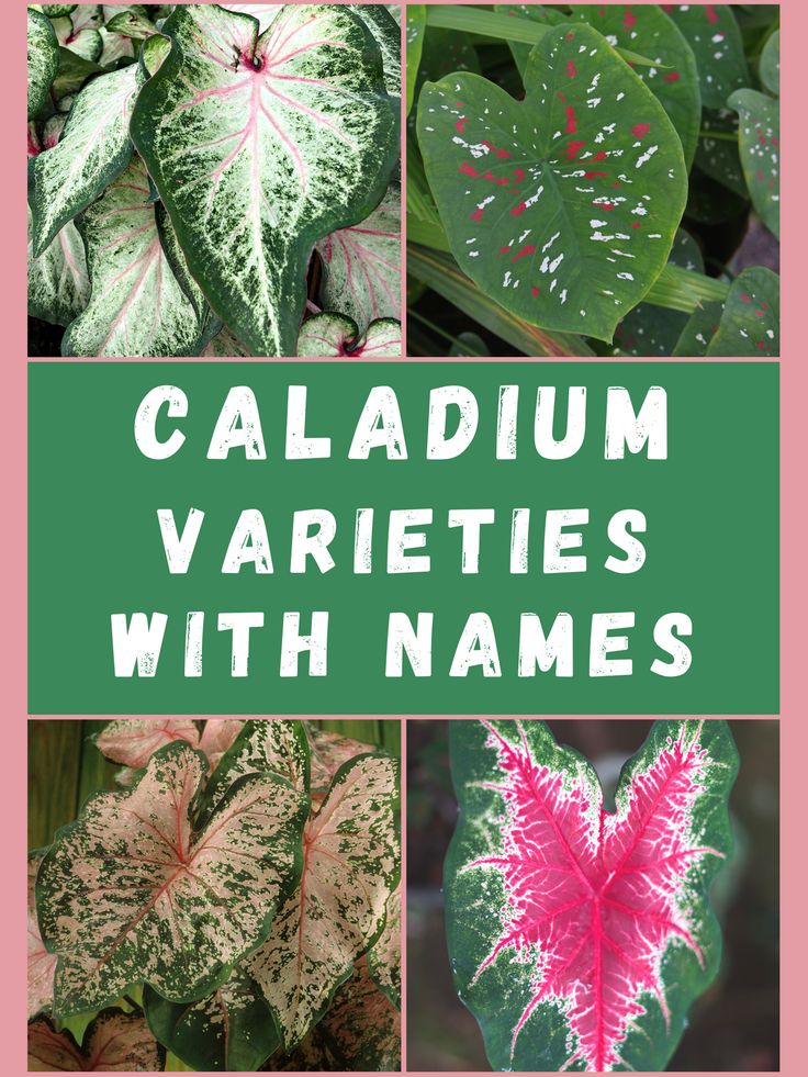 various types of caladium varieties with names in green, pink and white colors