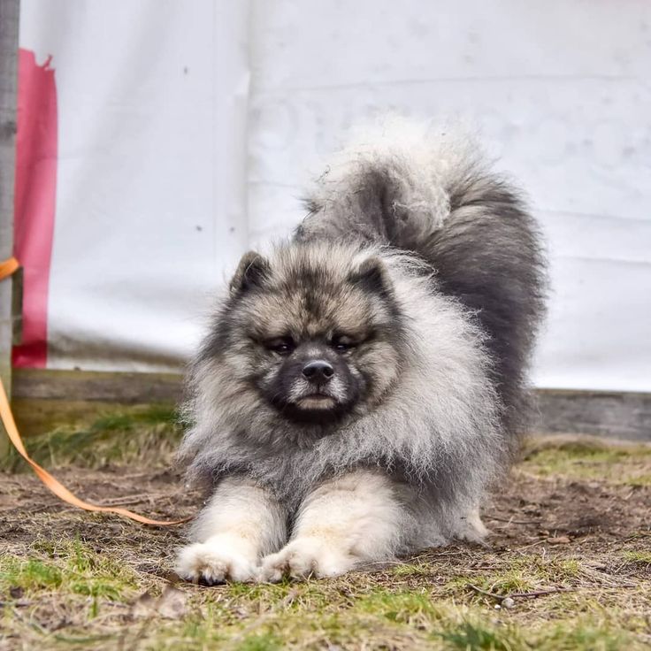 a small fluffy dog is walking on the grass with a leash around it's neck