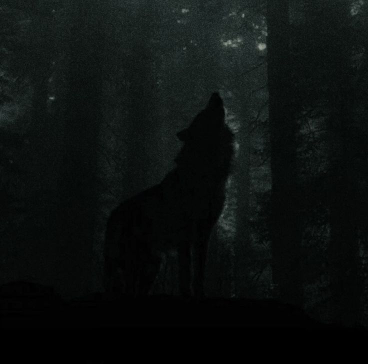 a wolf standing in the middle of a forest at night with its head turned to the side