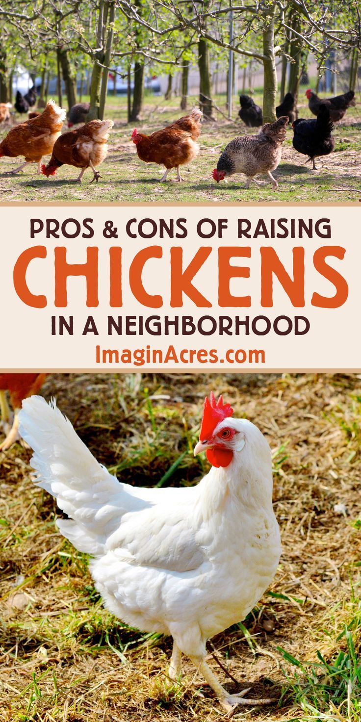 chickens in a field with the words pros and cons of raising chickens in a neighborhood