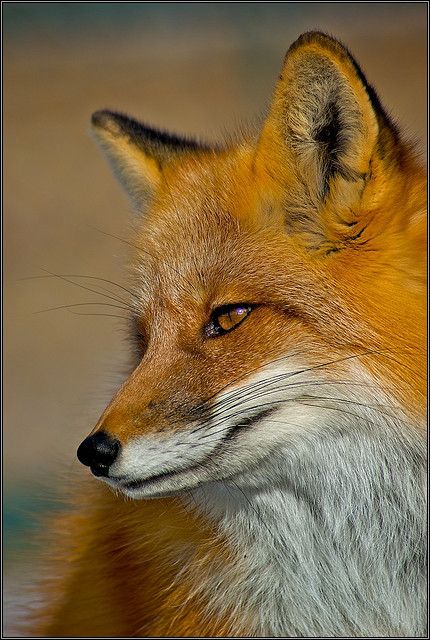 a close up of a red fox's face