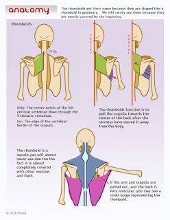 an image of the back view of a person with shoulder and arm muscles diagram on it