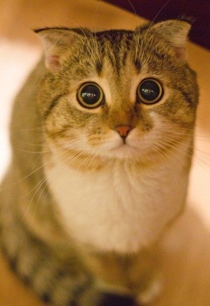 a close up of a cat looking at the camera