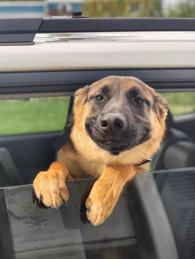 a dog hanging its head out the window of a car with it's front paws up