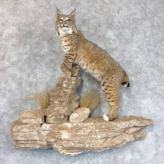 a cat standing on top of a piece of driftwood next to a stone wall