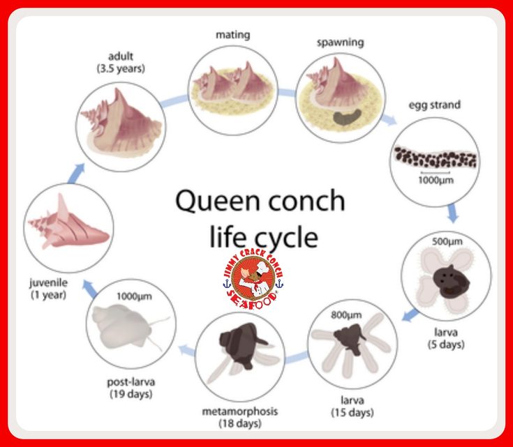 the queen conch life cycle is shown in red and white, with several different types of