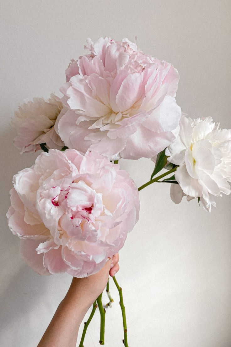 pink and white flowers being held by a person's hand