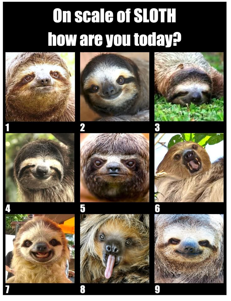 pictures of sloths with captions on scale of sloth how are you today?