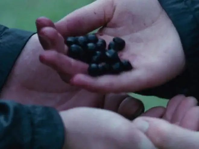 two hands holding blackberries in their palm