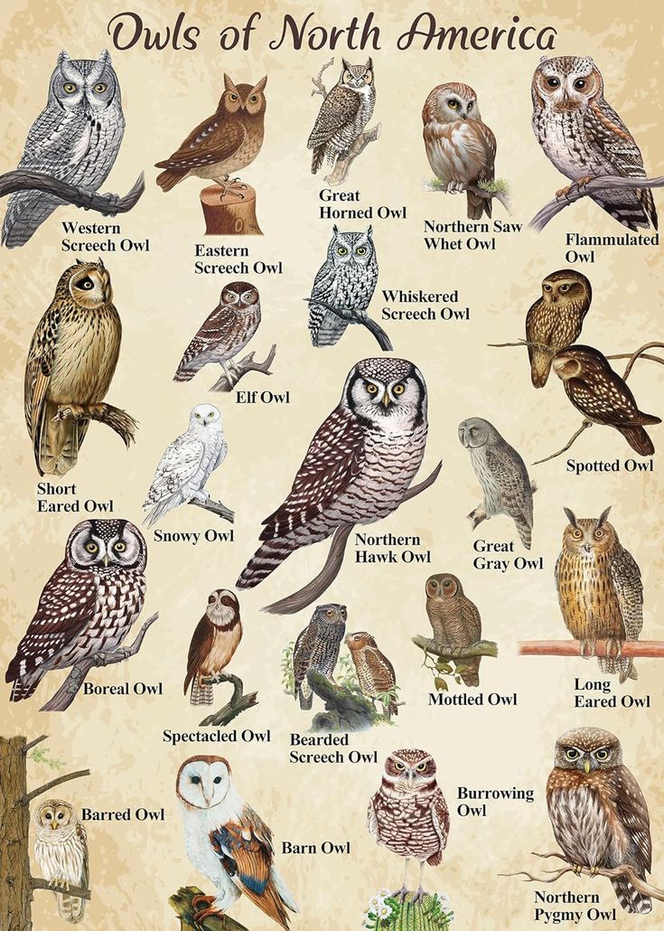 owls of north america are shown in this poster