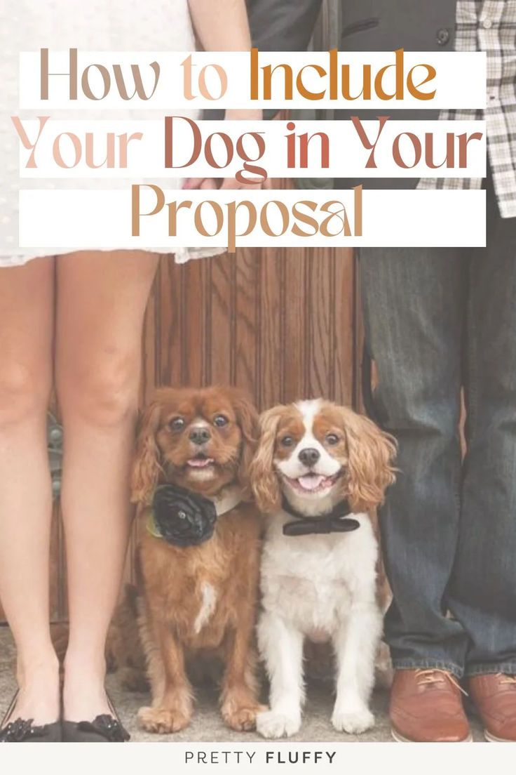 two cavaliers wearing black bow ties at a wedding, with heading How to include your dog in your proposal Puppy Proposal, Cute Ways To Propose, Dog Proposal, Dog Wedding Outfits, Ways To Propose, Pet Photographer, Wedding Proposals, Wedding Photography Tips, Dog Help