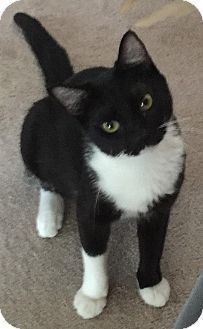 a black and white cat standing on top of a carpet