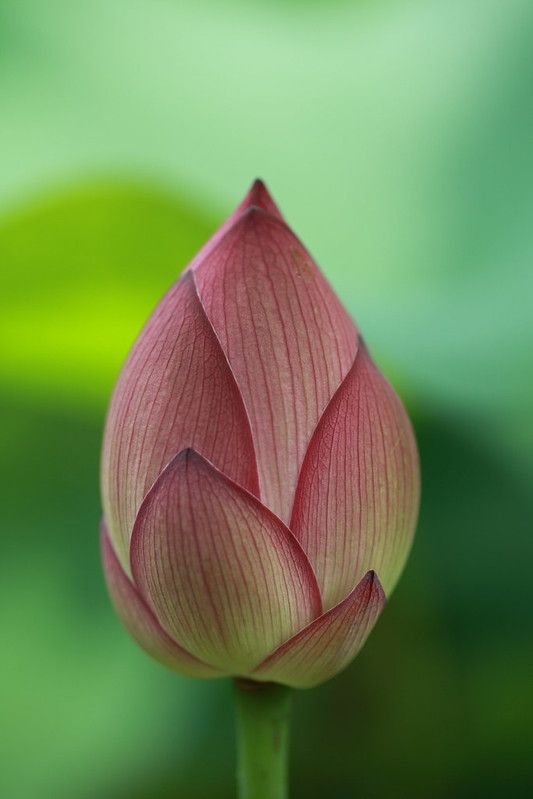 a pink lotus flower with green leaves in the backgroung area behind it