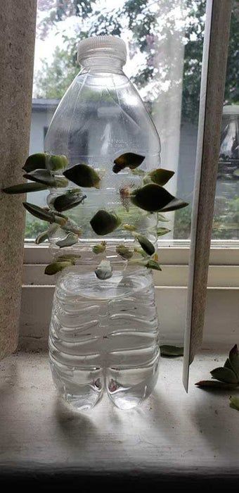 a vase with water and plants in it sitting on a window sill next to a window