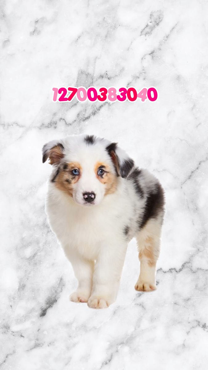 a small white and brown dog standing on top of a snow covered ground next to a pink sign