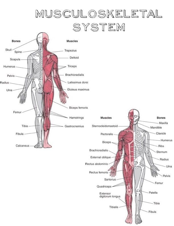 the muscles and their major skeletal systems are labeled in this diagram, which shows how they work