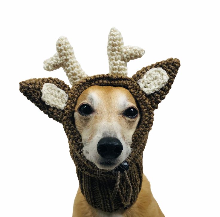 a dog wearing a knitted deer hat and scarf with horns on it's head