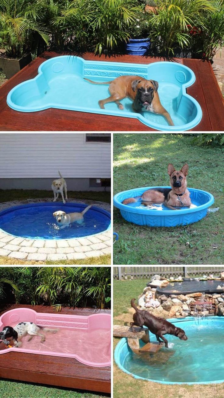 there are four pictures of dogs playing in the pool and on the ground, one is swimming