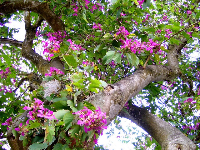 purple flowers growing on the branches of a tree