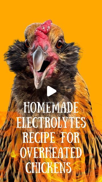 a chicken with the words homemade electrolytes recipe for overheated chickens on it