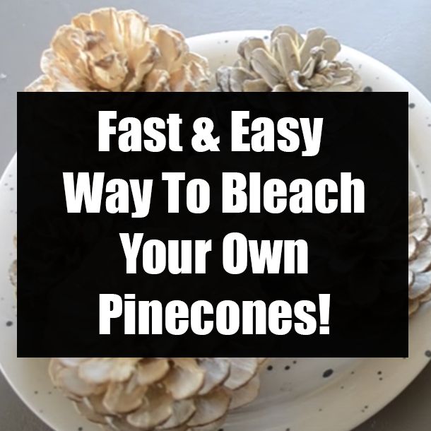 a white plate topped with pine cones on top of a table