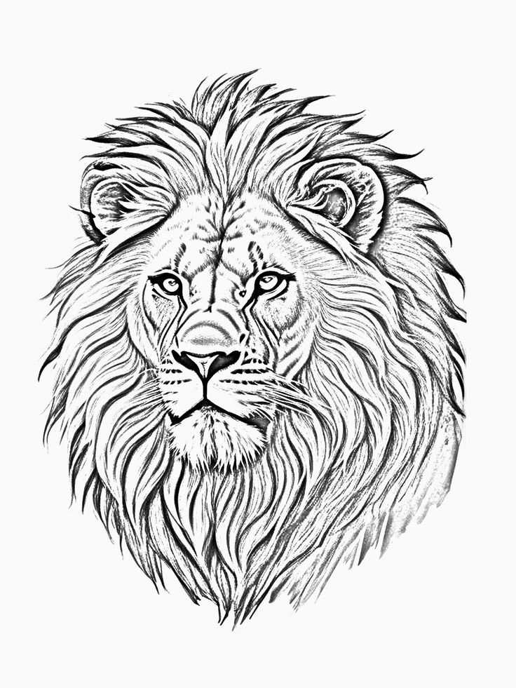 a black and white drawing of a lion