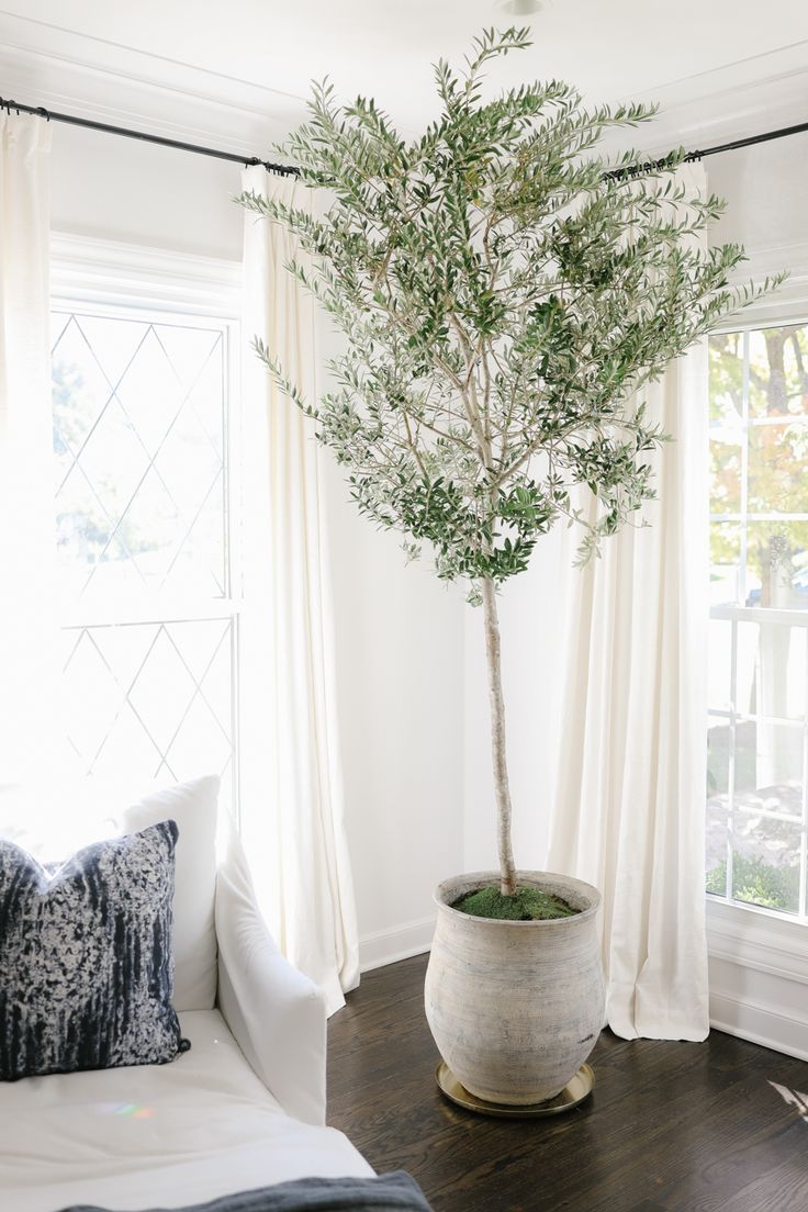 a living room with a couch and a potted tree in the middle of it