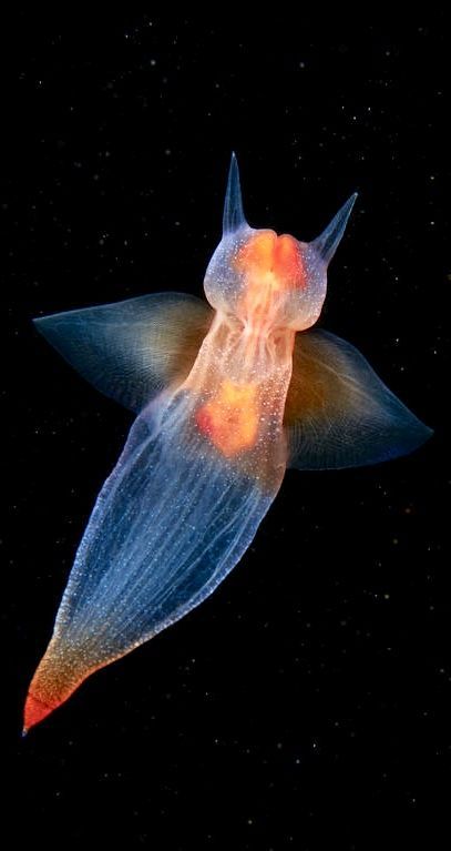 an orange and white jellyfish floating in the water with its head turned upside down