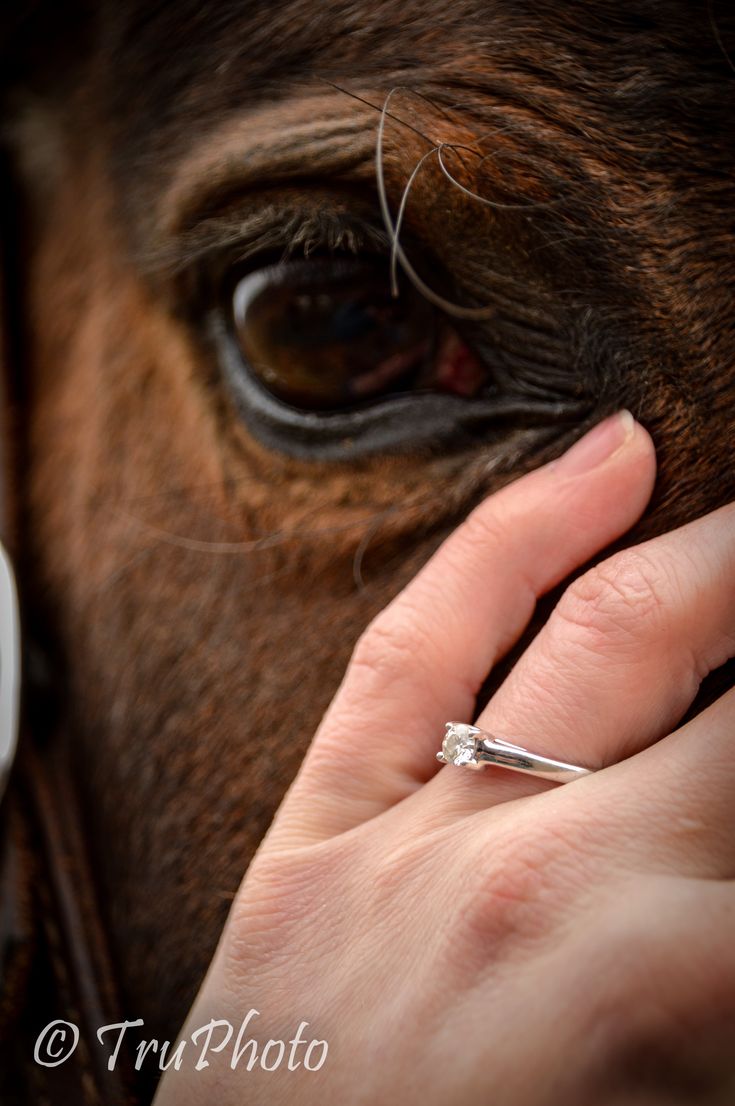 a close up of a person petting a horse's nose with a ring on it