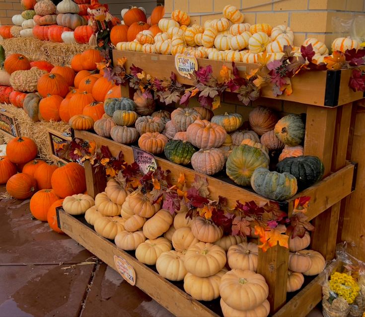 pumpkins, gourds and squash are on display