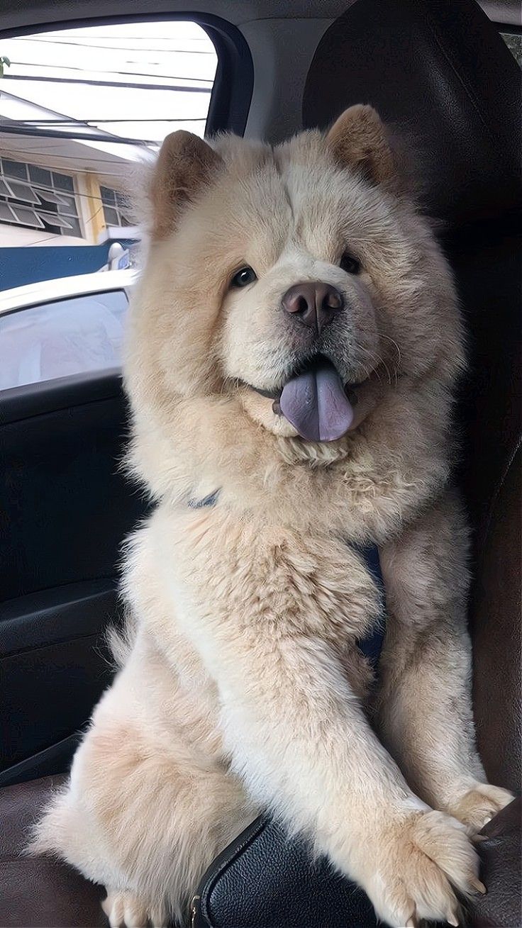 a dog sitting in the back seat of a car with its tongue hanging out and sticking it's tongue out