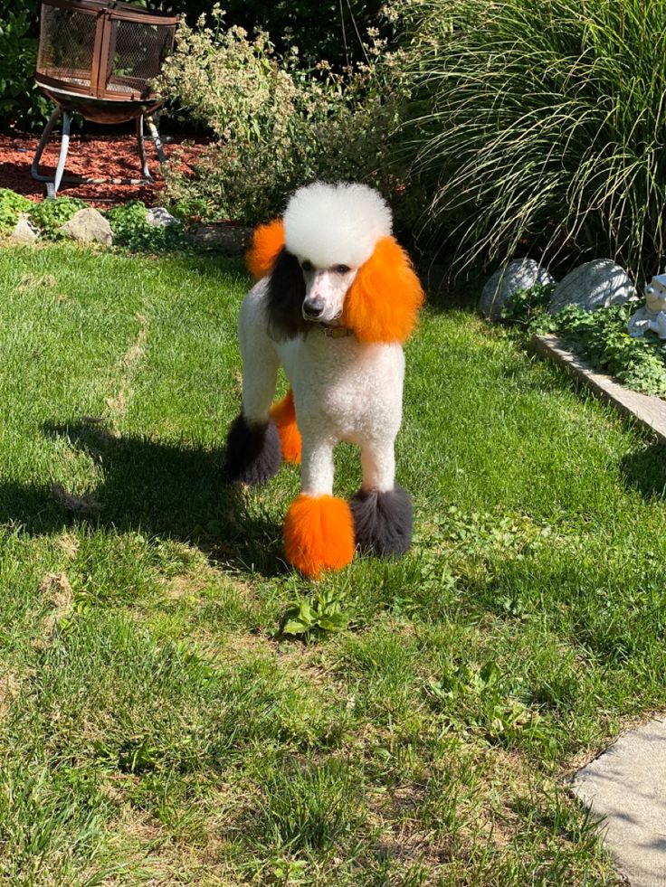 a poodle with orange and white fur on it's legs walking in the grass